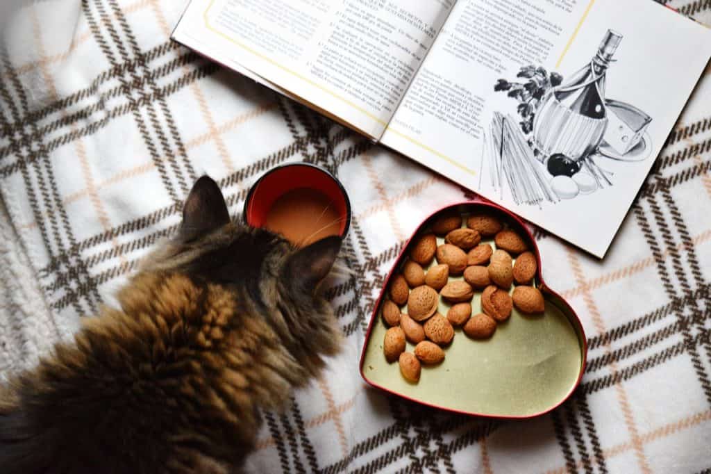 cat reading cookbook with tin of almonds
